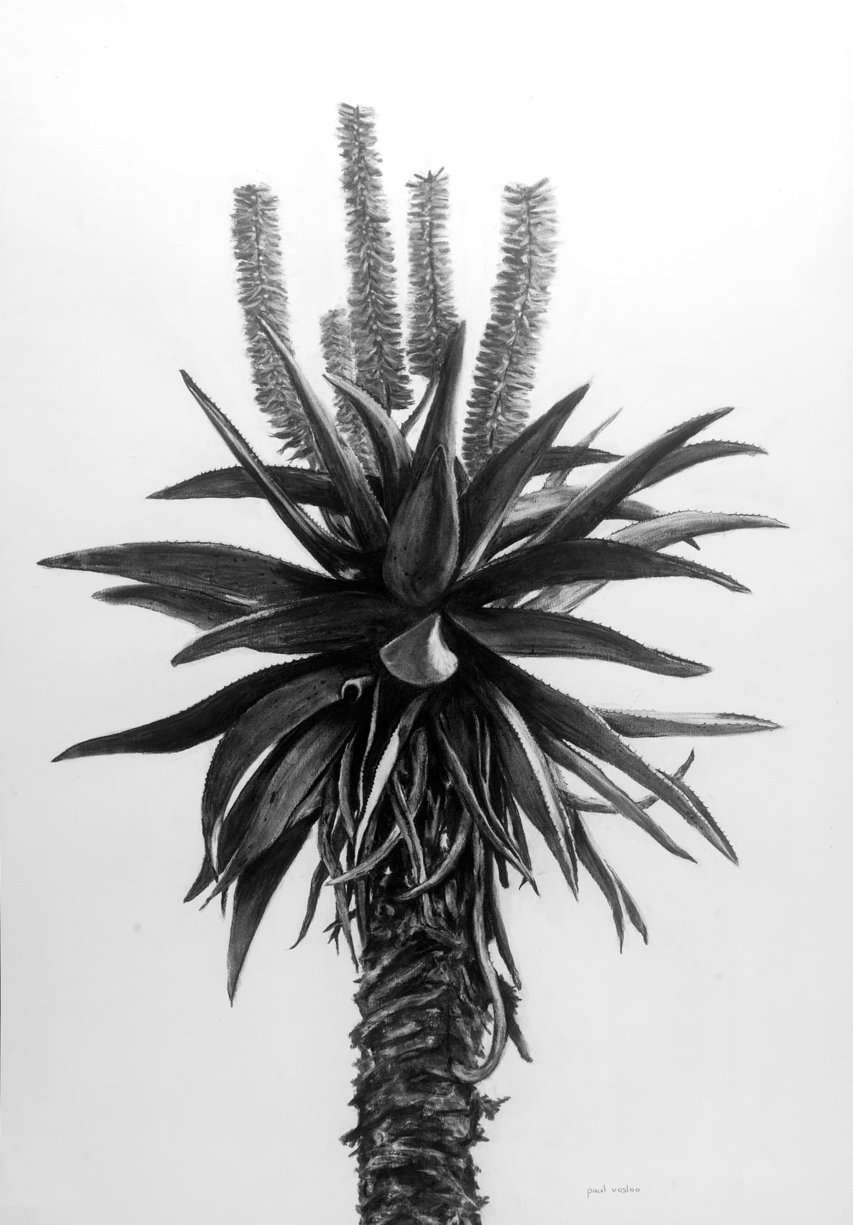 Aloe I — Charcoal on paper by Paul Vosloo