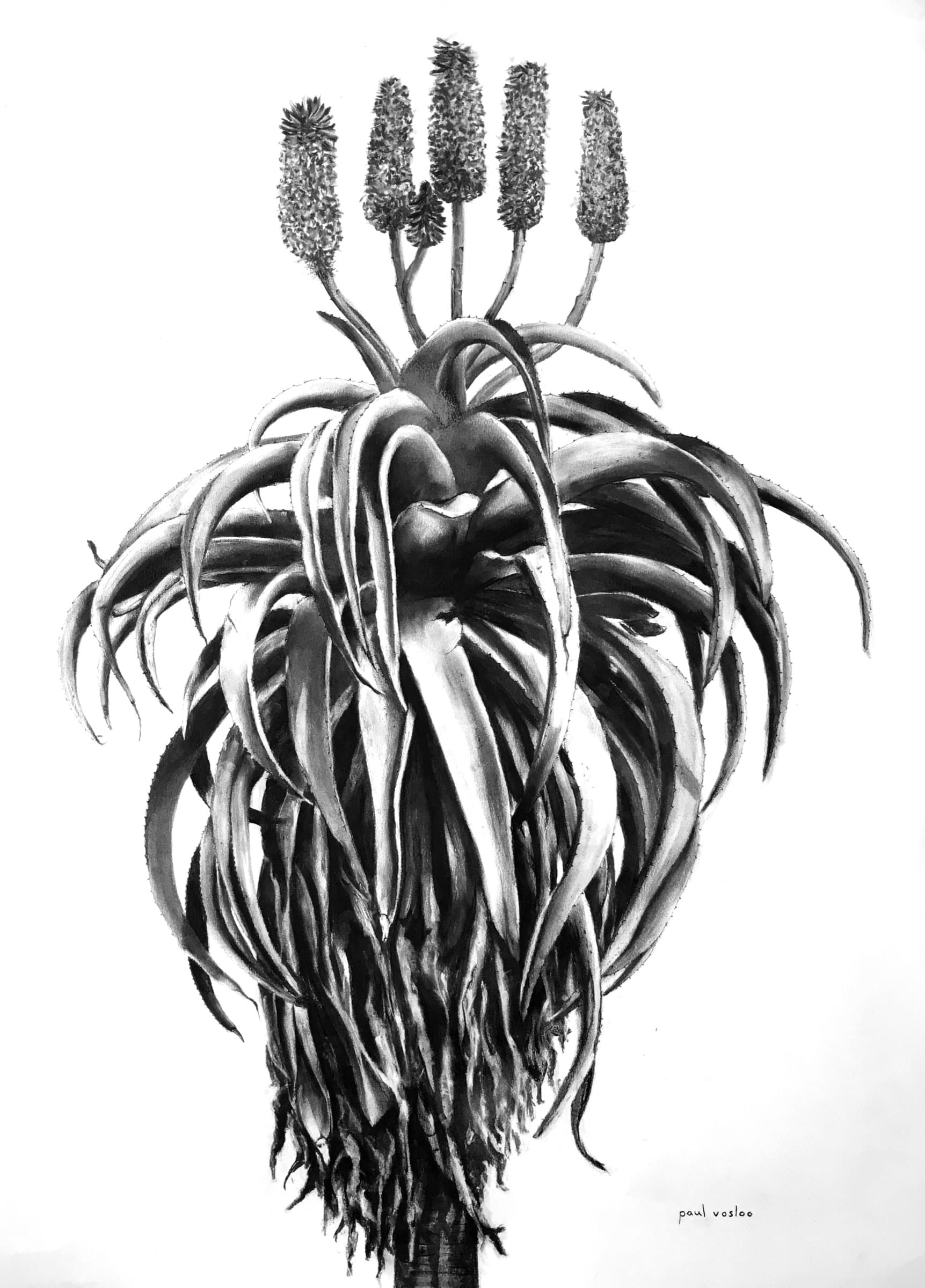Aloe II — Charcoal on paper by Paul Vosloo