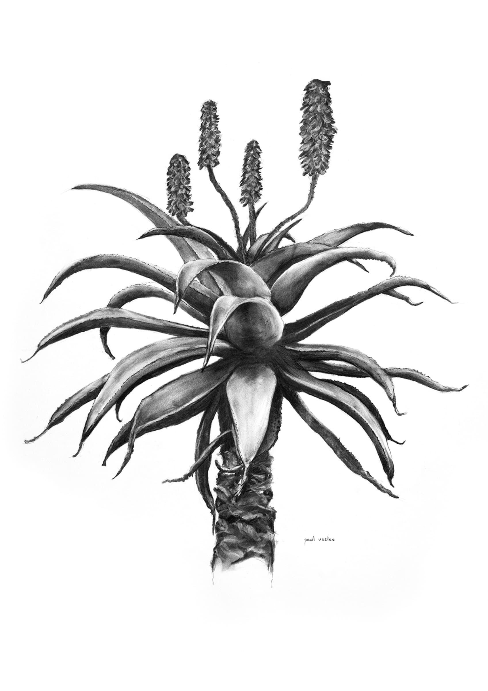 Aloe III — Charcoal on paper by Paul Vosloo