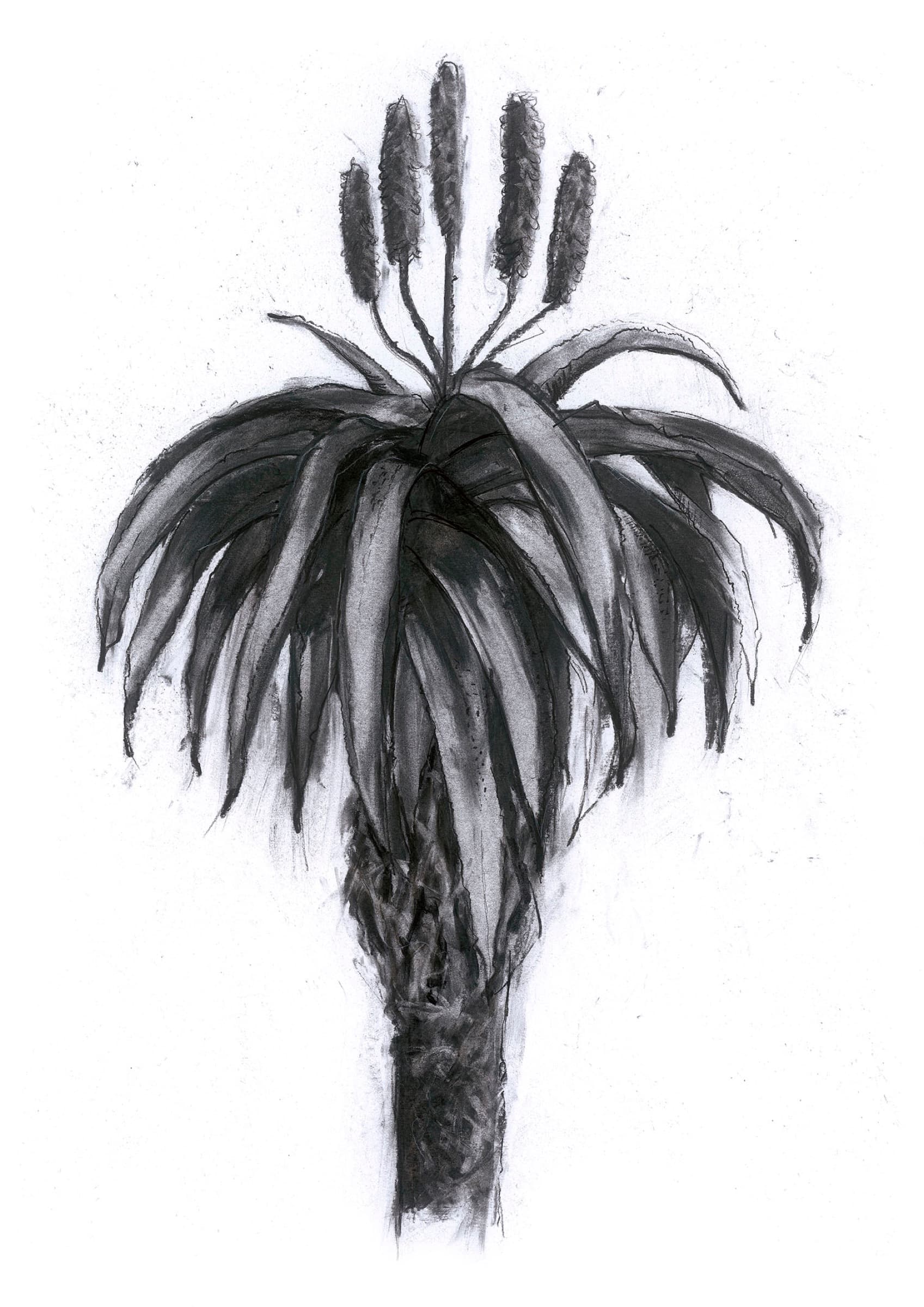 Aloe IV — Charcoal on paper by Paul Vosloo