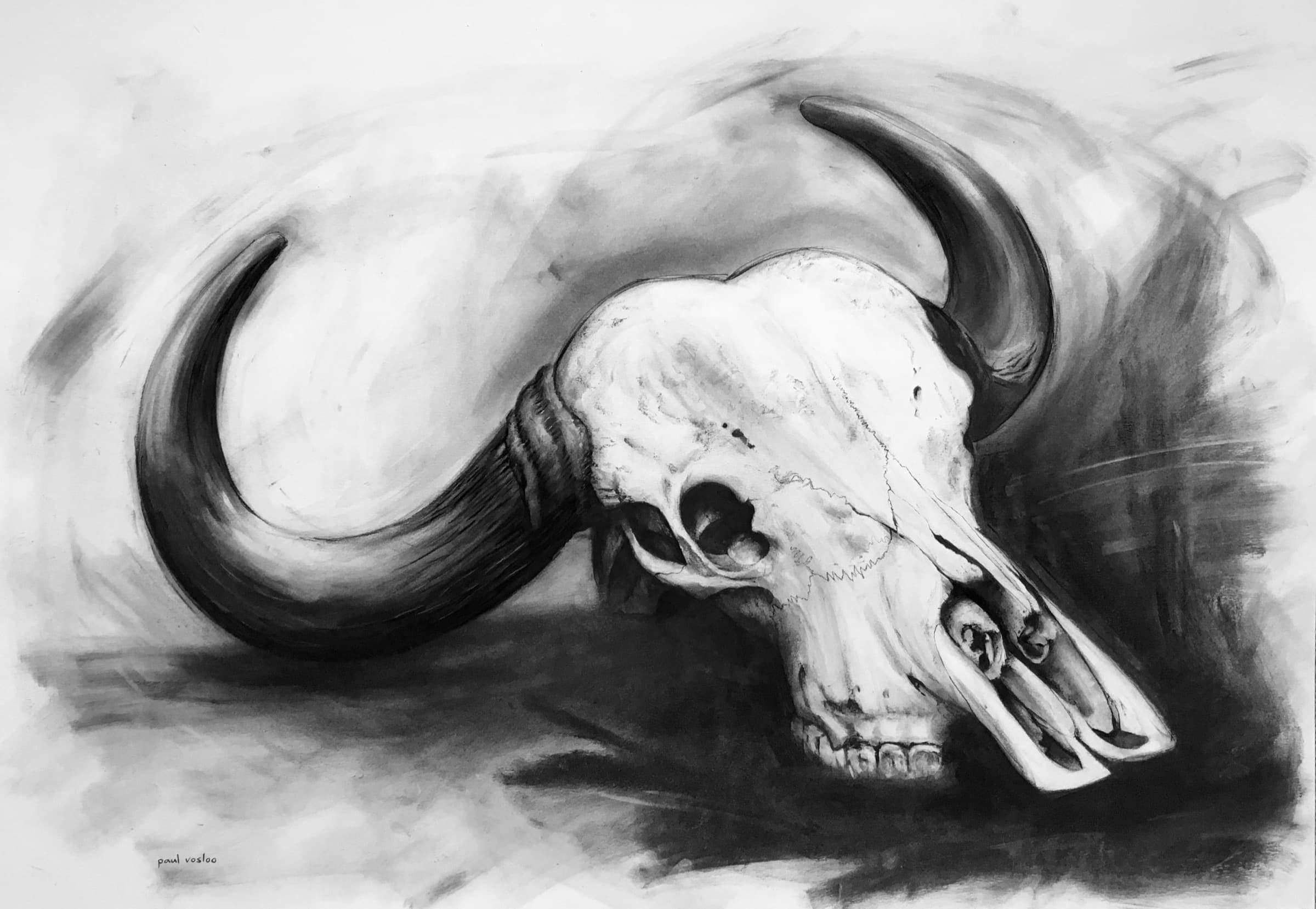 Buffalo Skull — Charcoal on paper by Paul Vosloo