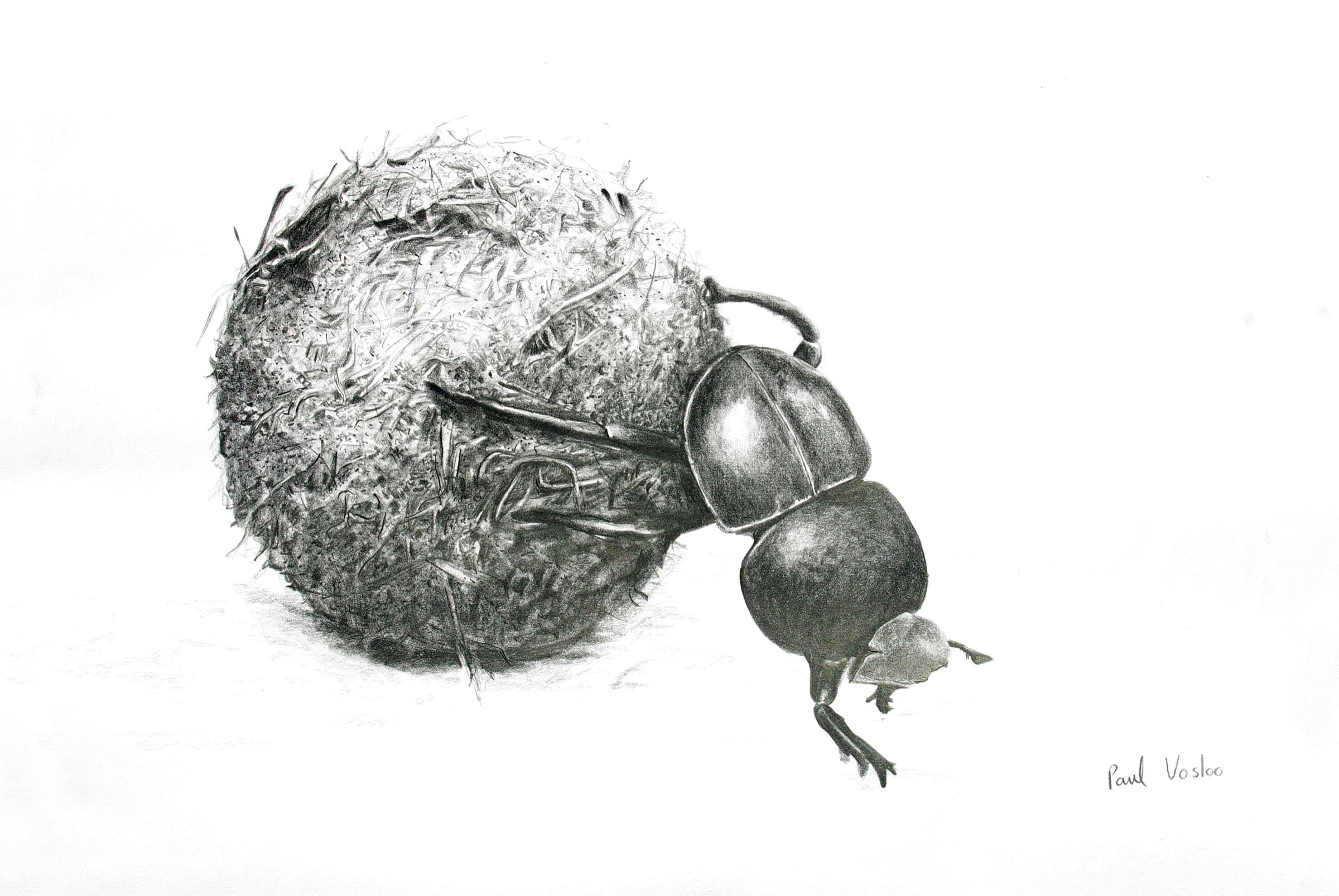 Dung Beetle — Charcoal on paper by Paul Vosloo