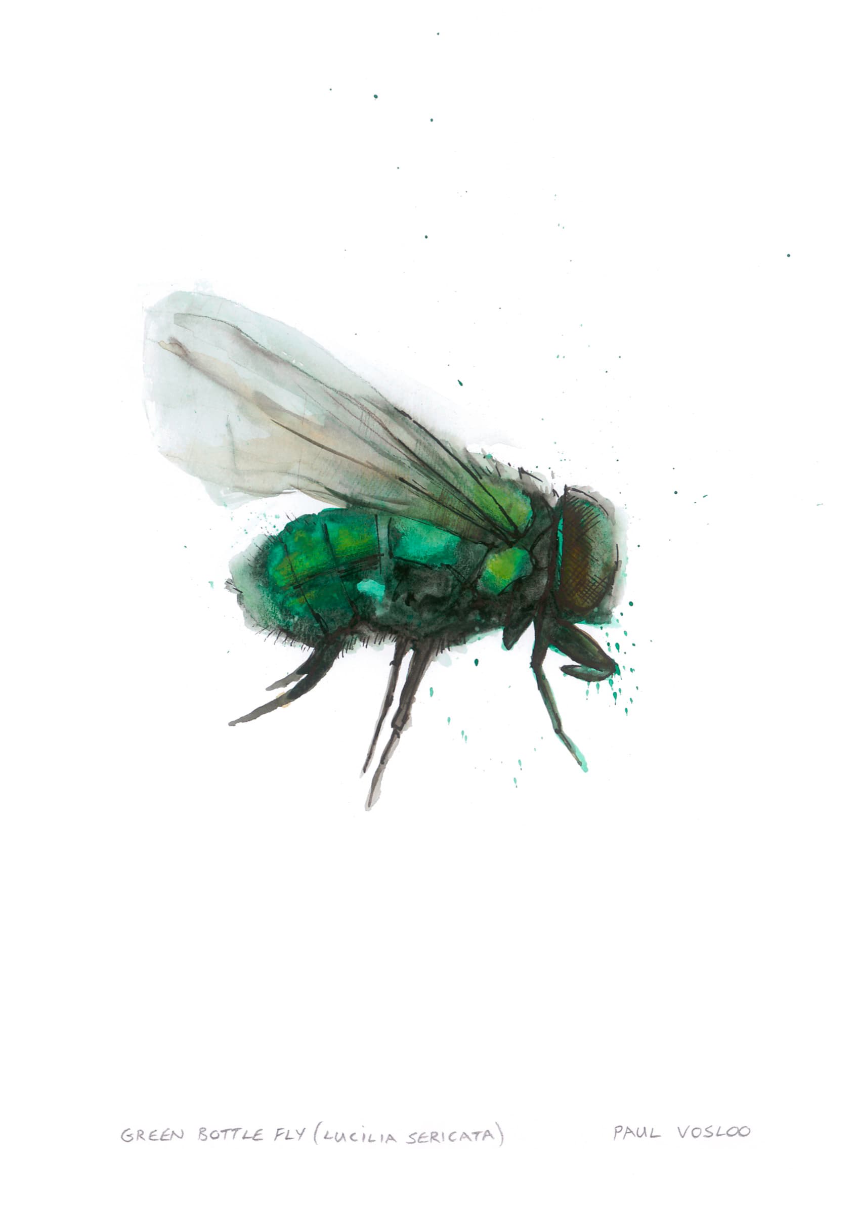 Green Bottle — Charcoal on paper by Paul Vosloo