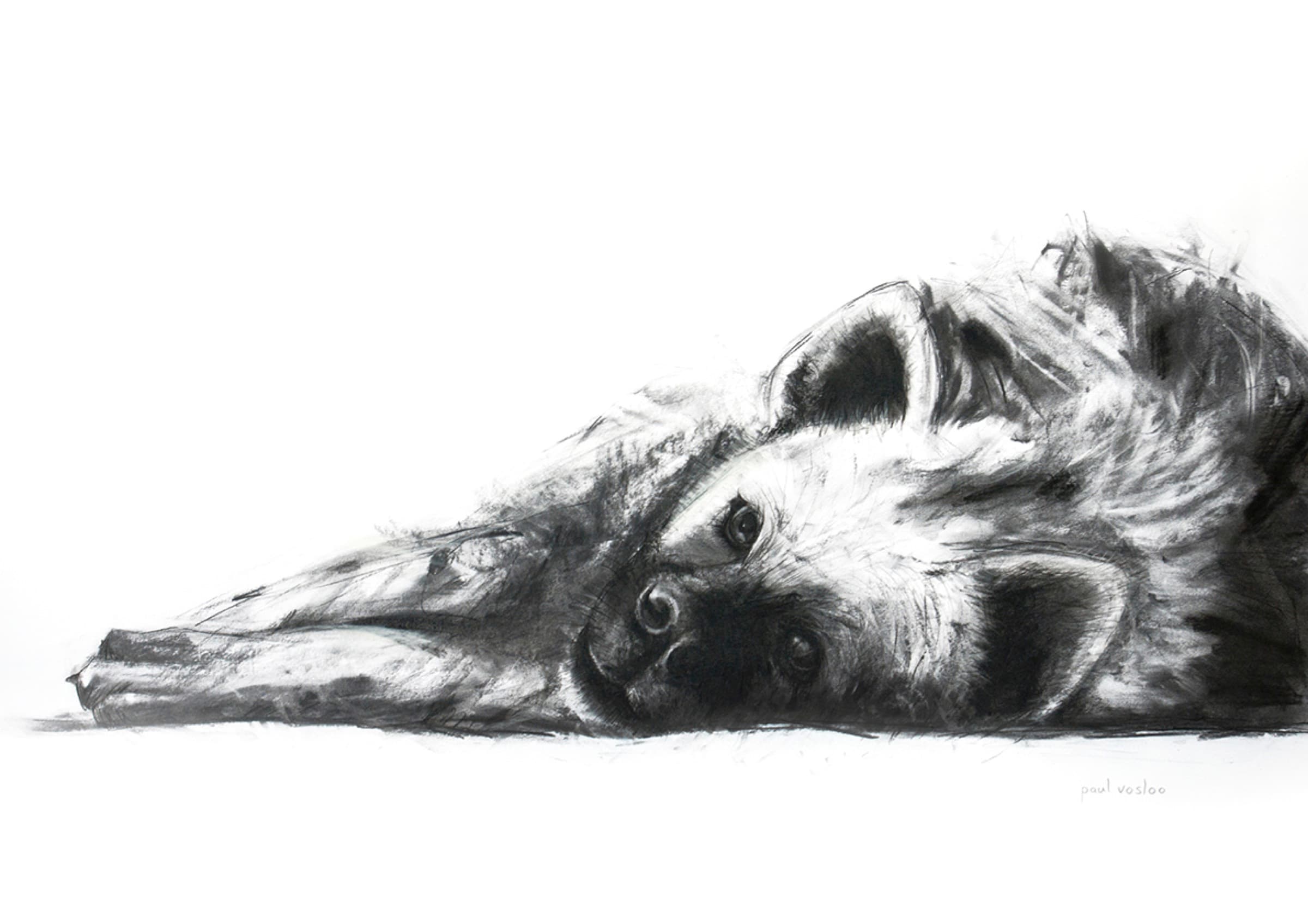 Hyena Sleeping I — Charcoal on paper by Paul Vosloo