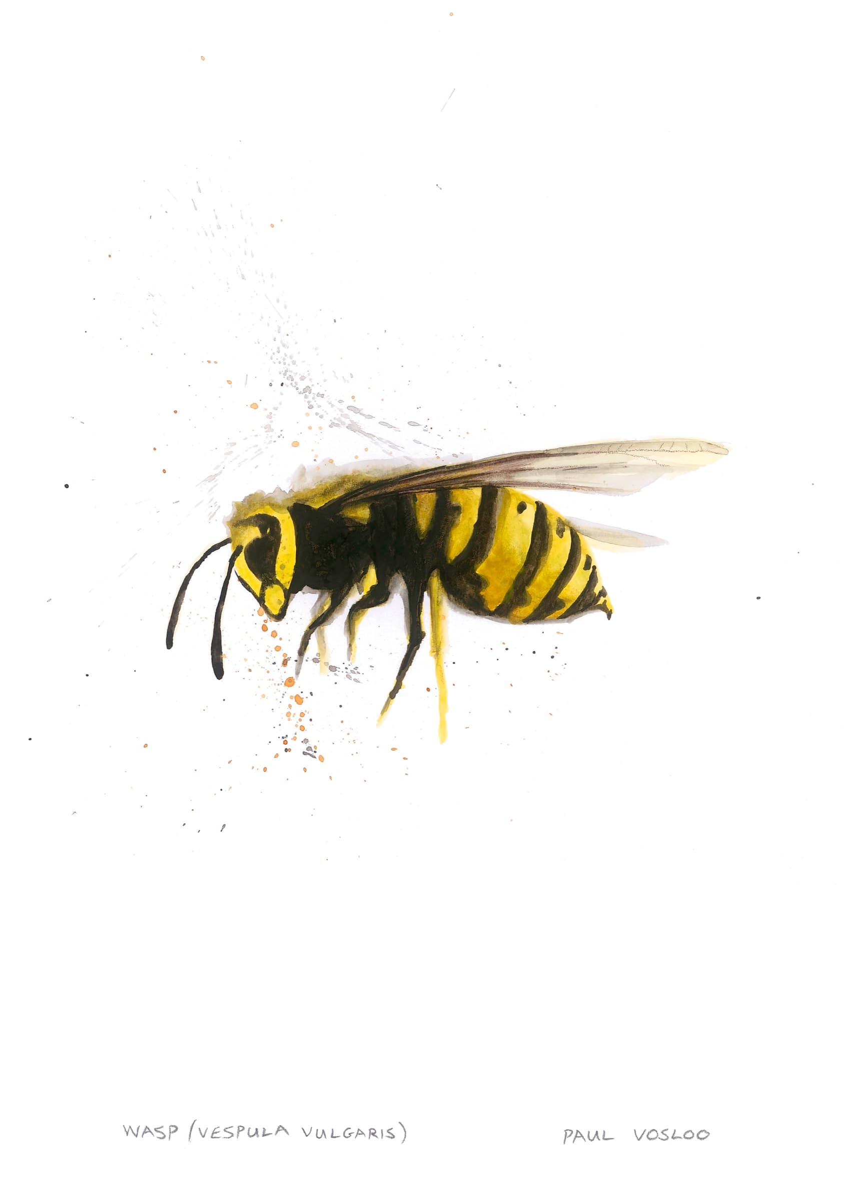 Insect Studies — Wasp — Watercolour and mixed media by Paul Vosloo