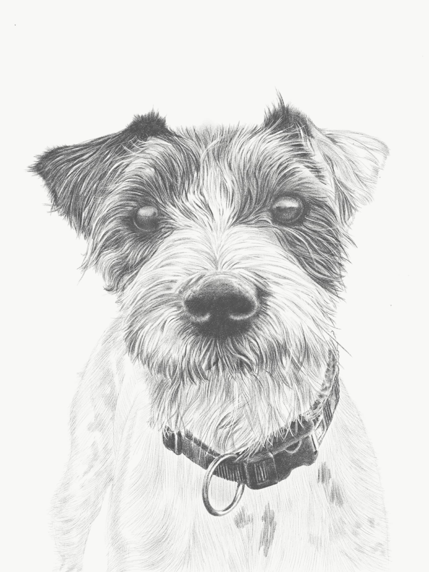 Toby — Pencil on paper by Paul Vosloo