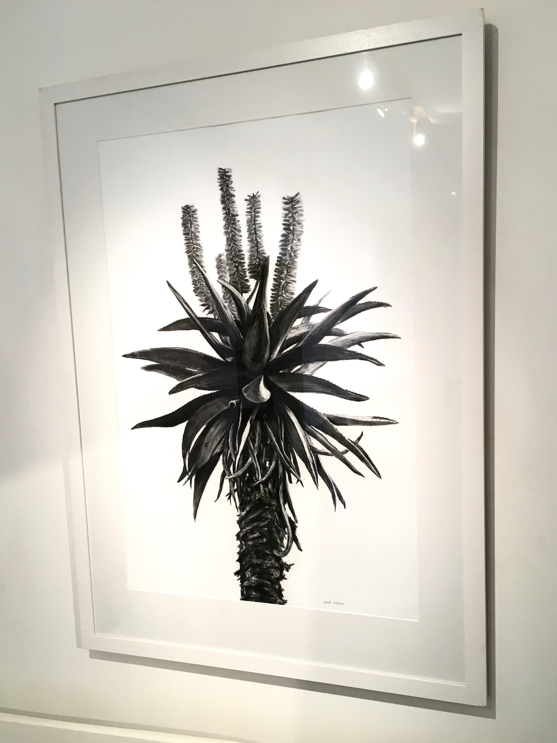 Aloe I — Charcoal on paper by Paul Vosloo