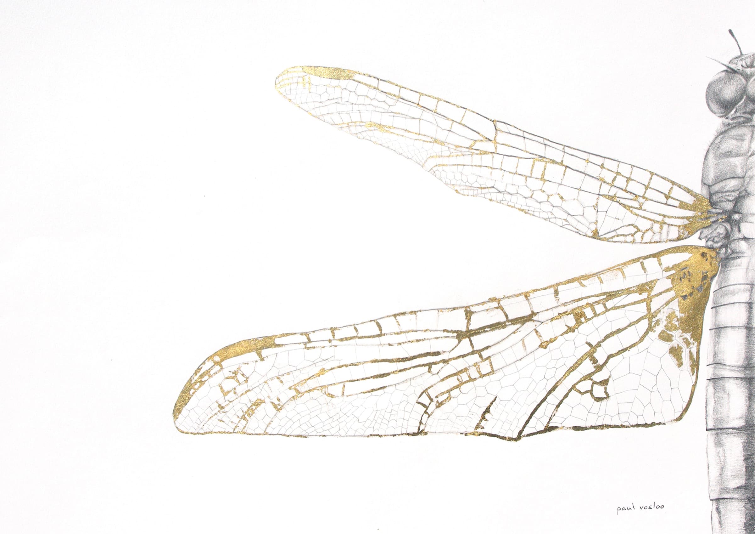 Fragile — Charcoal by Paul Vosloo