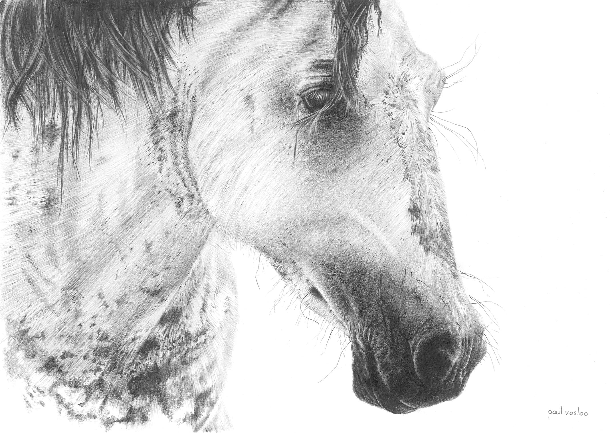Ghost — Charcoal on paper by Paul Vosloo