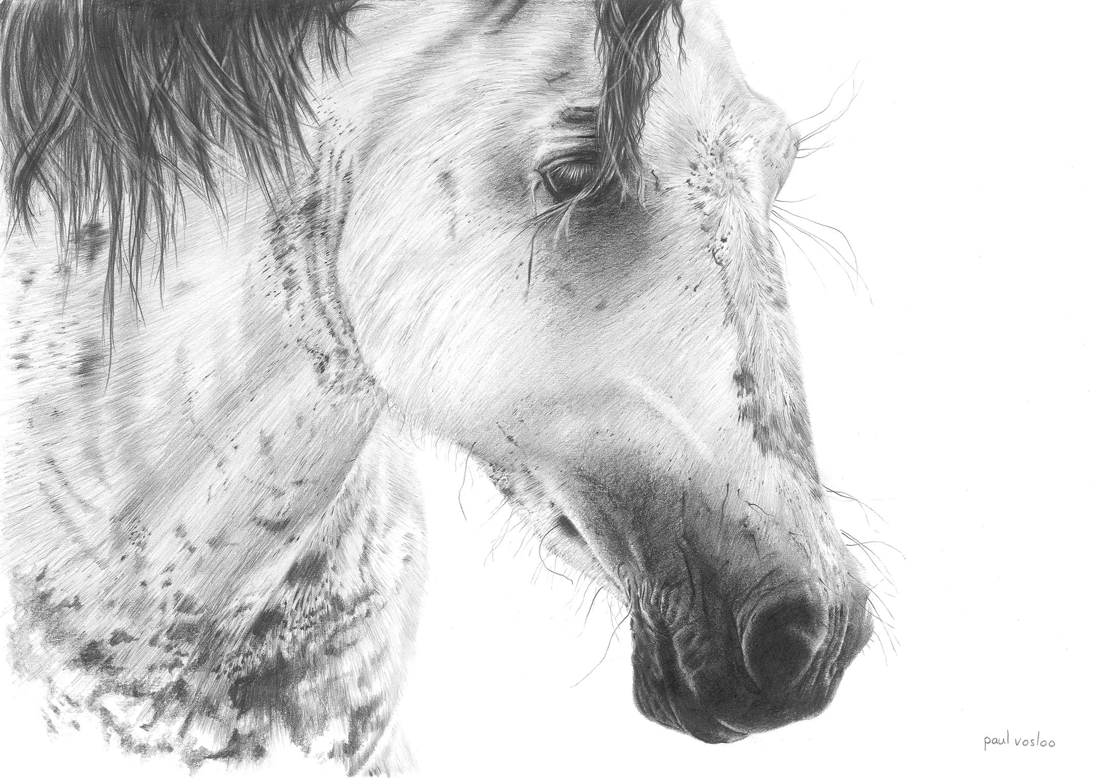 Commissioned Portrait Study — Pencil on paper by Paul Vosloo