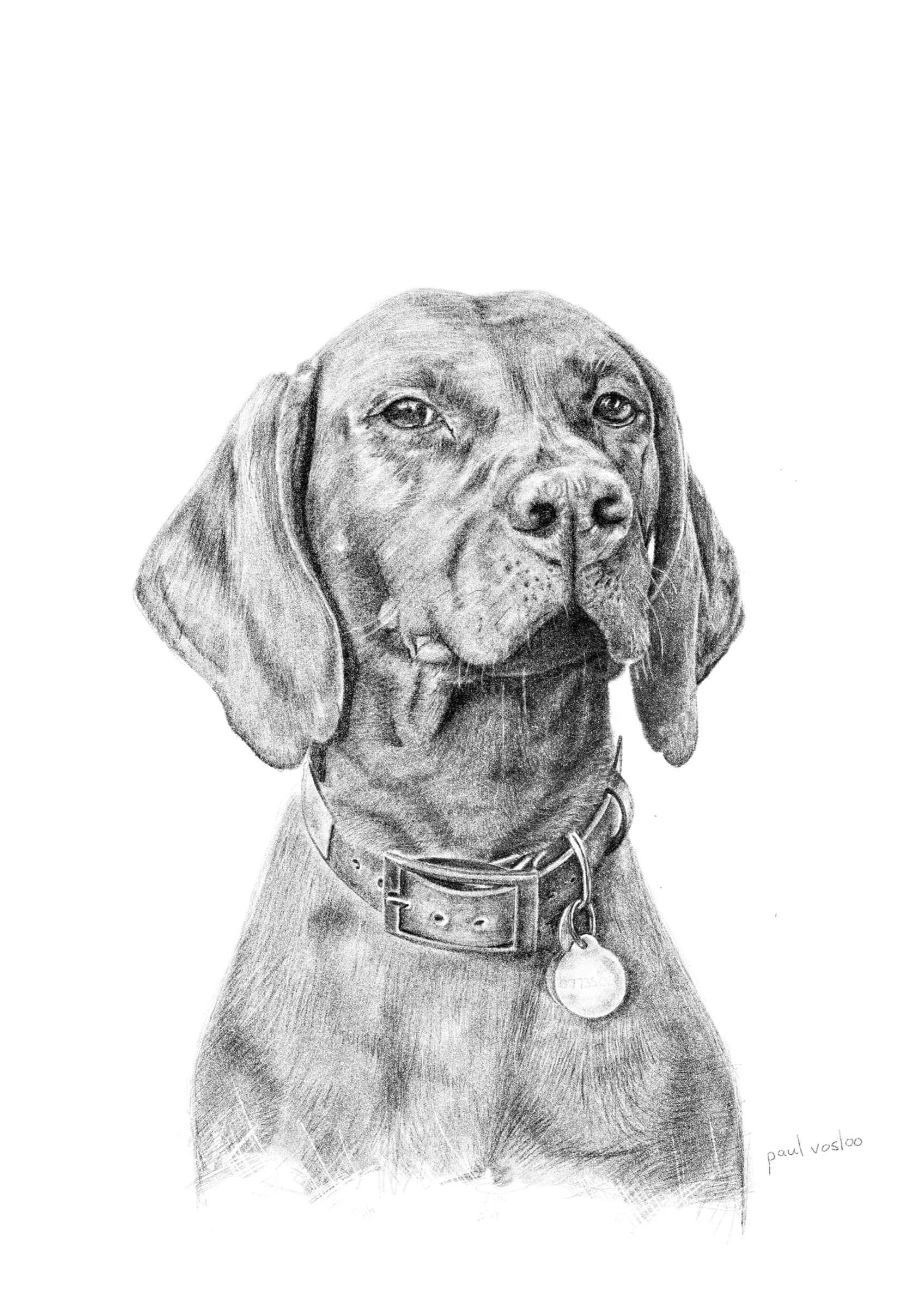 Indy — Pencil on paper by Paul Vosloo
