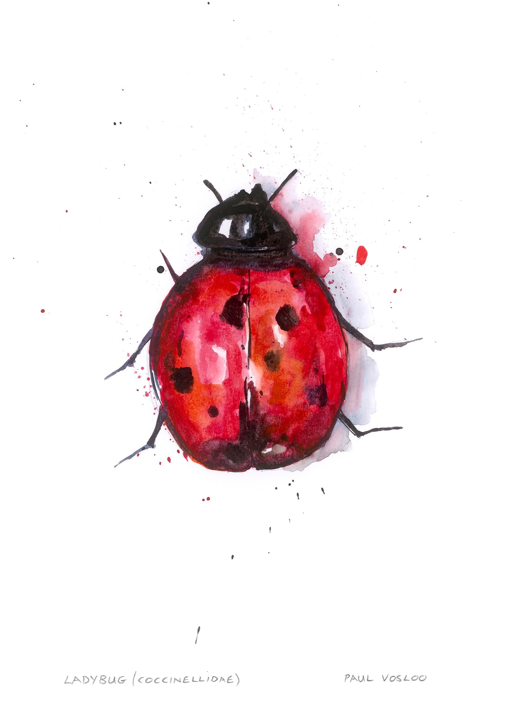 Insect Studies — Ladybird — Watercolour and mixed media by Paul Vosloo