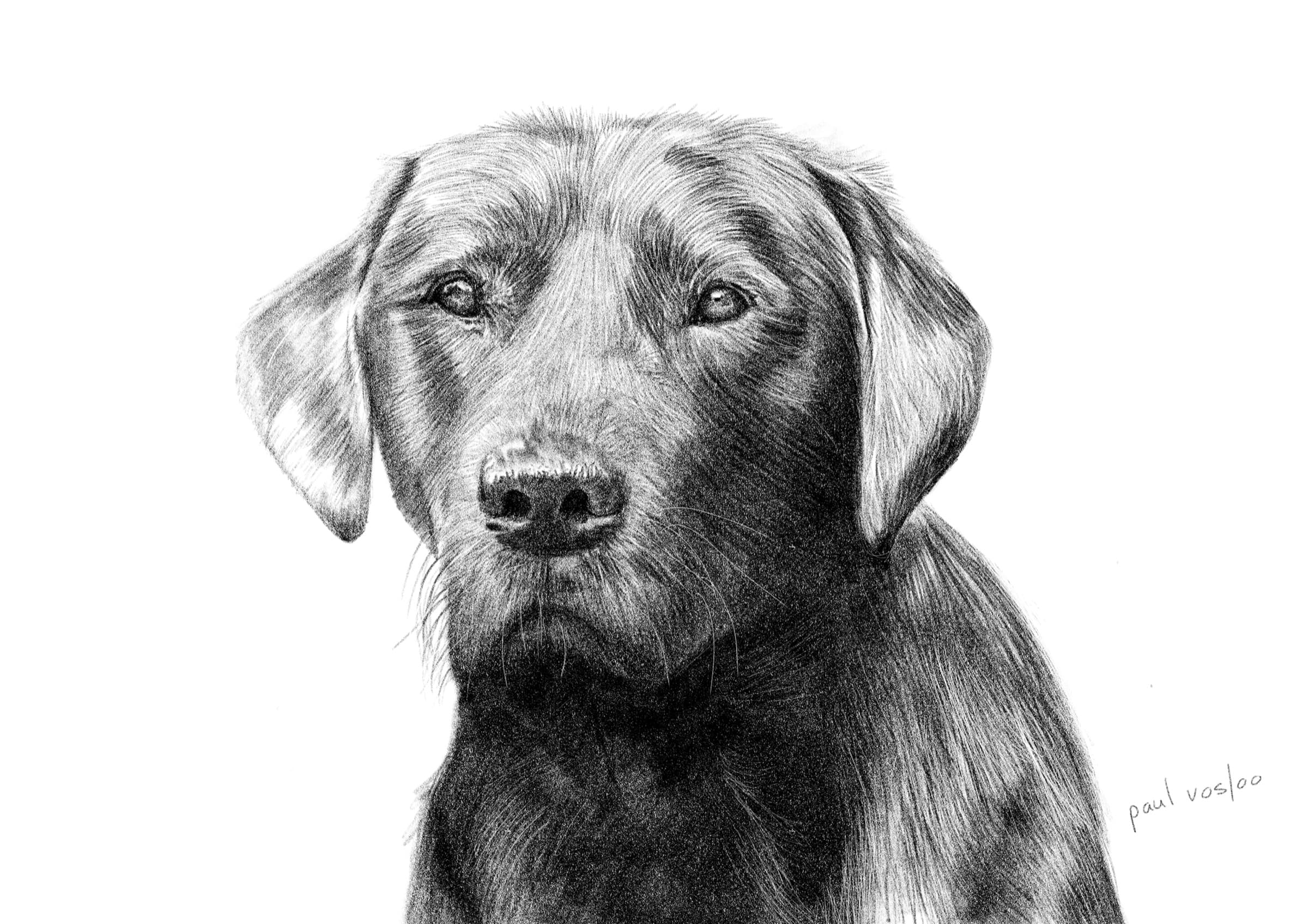 Jasper — Pencil on paper by Paul Vosloo
