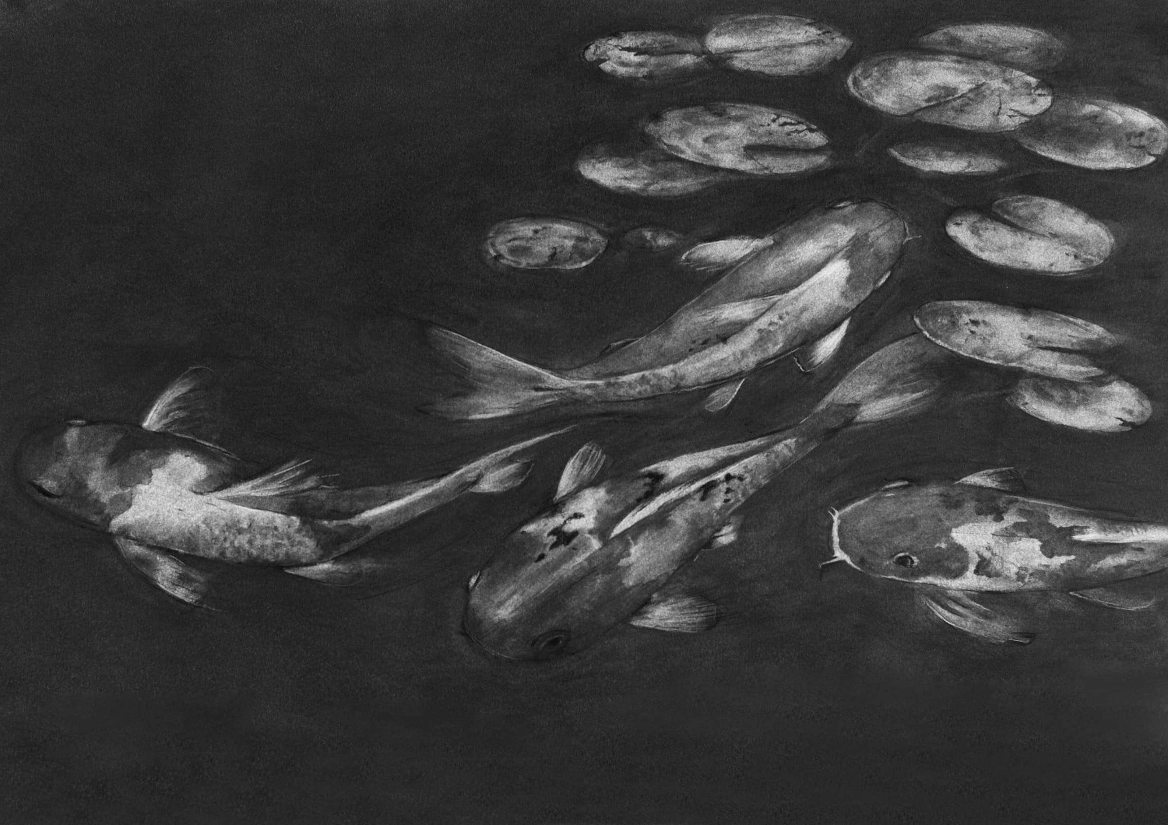 Koi — Charcoal by Paul Vosloo
