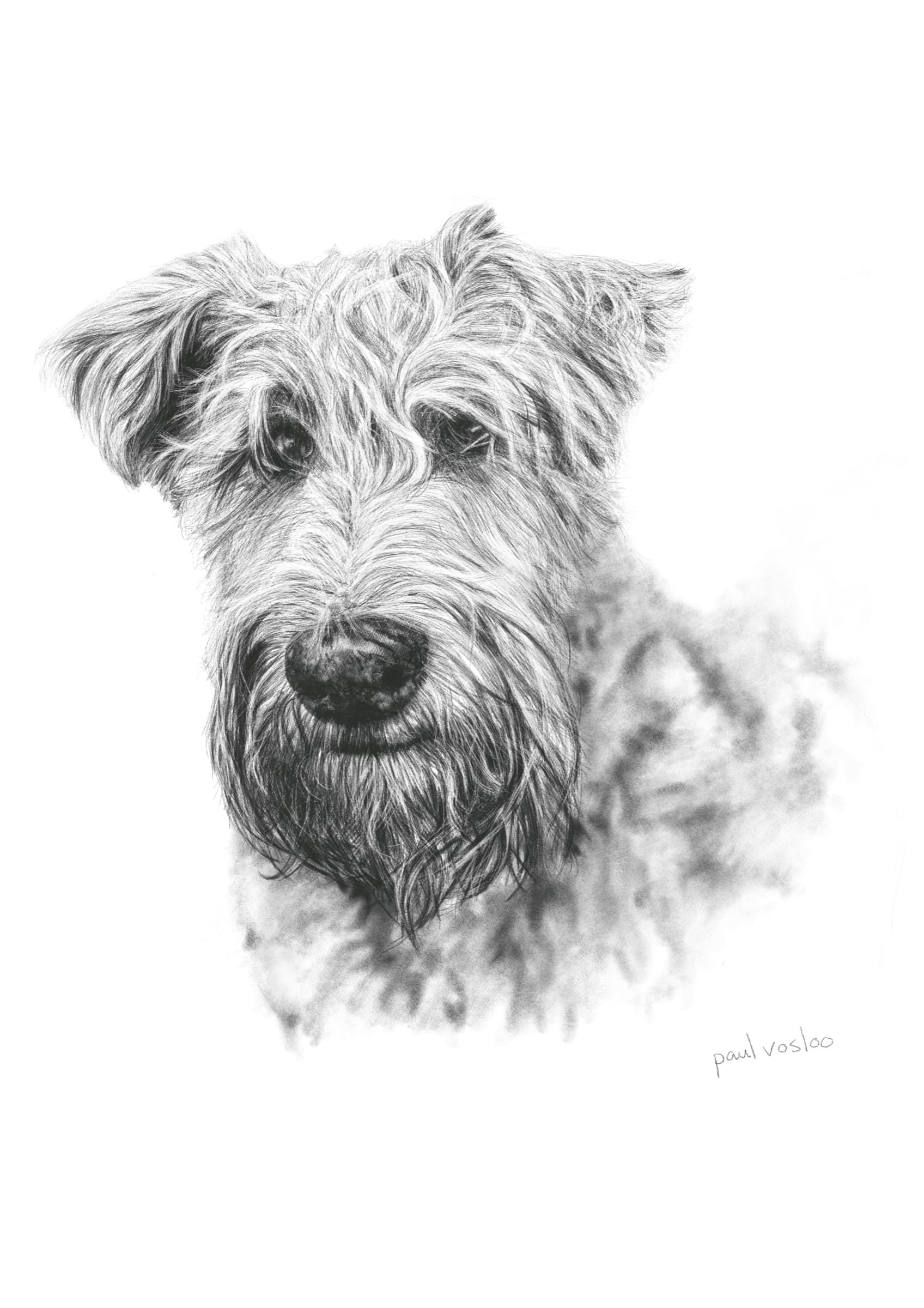 Mervyn — Pencil on paper by Paul Vosloo