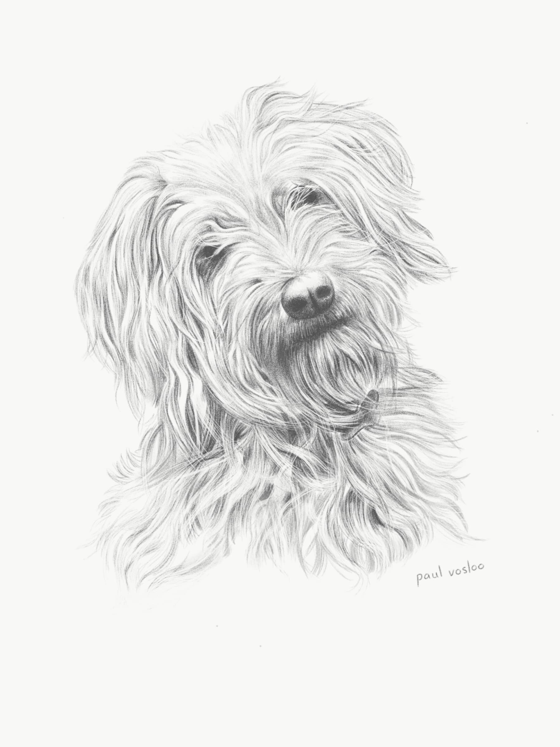 Monty — Pencil on paper by Paul Vosloo