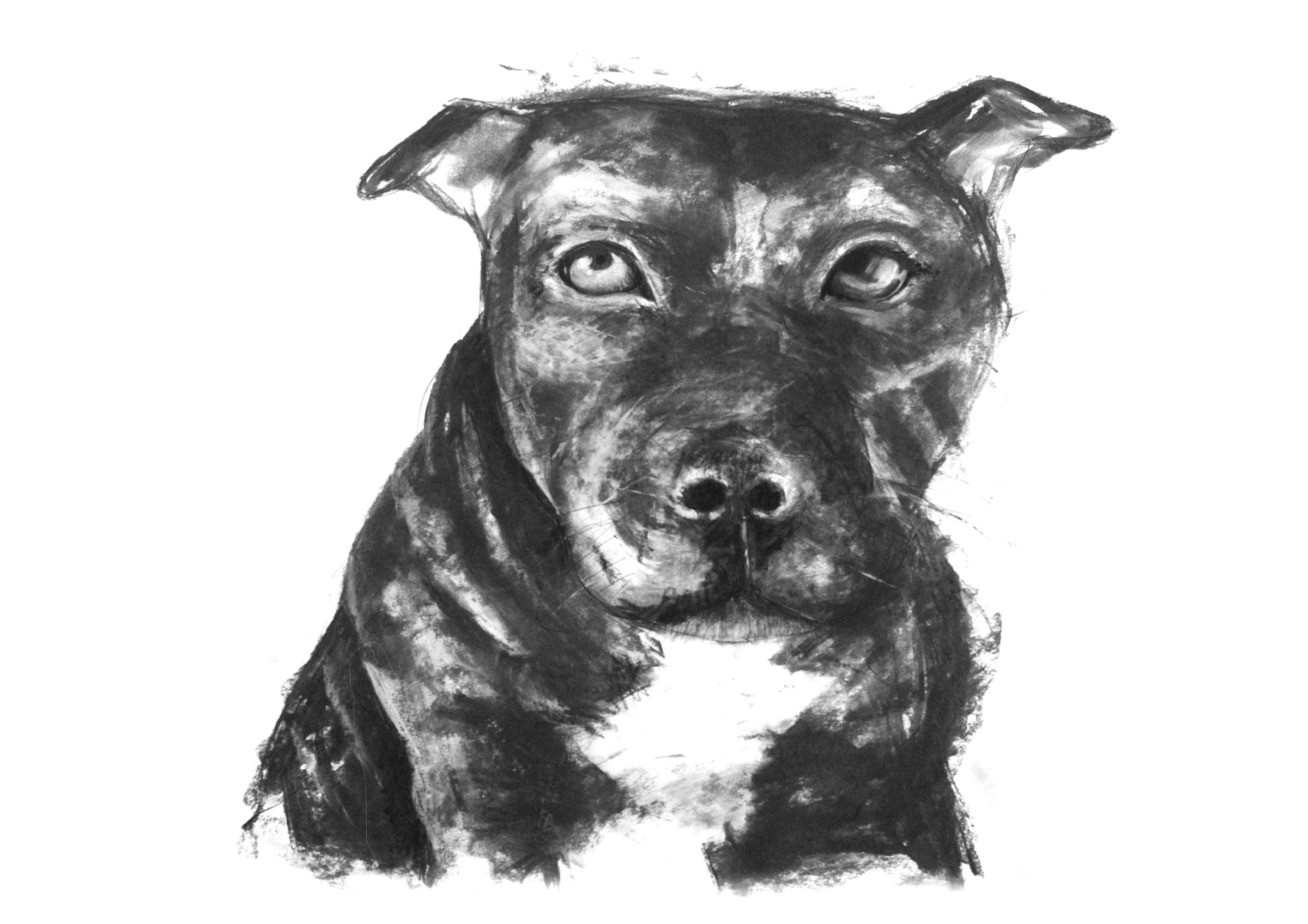 Oreo — Pencil on paper by Paul Vosloo