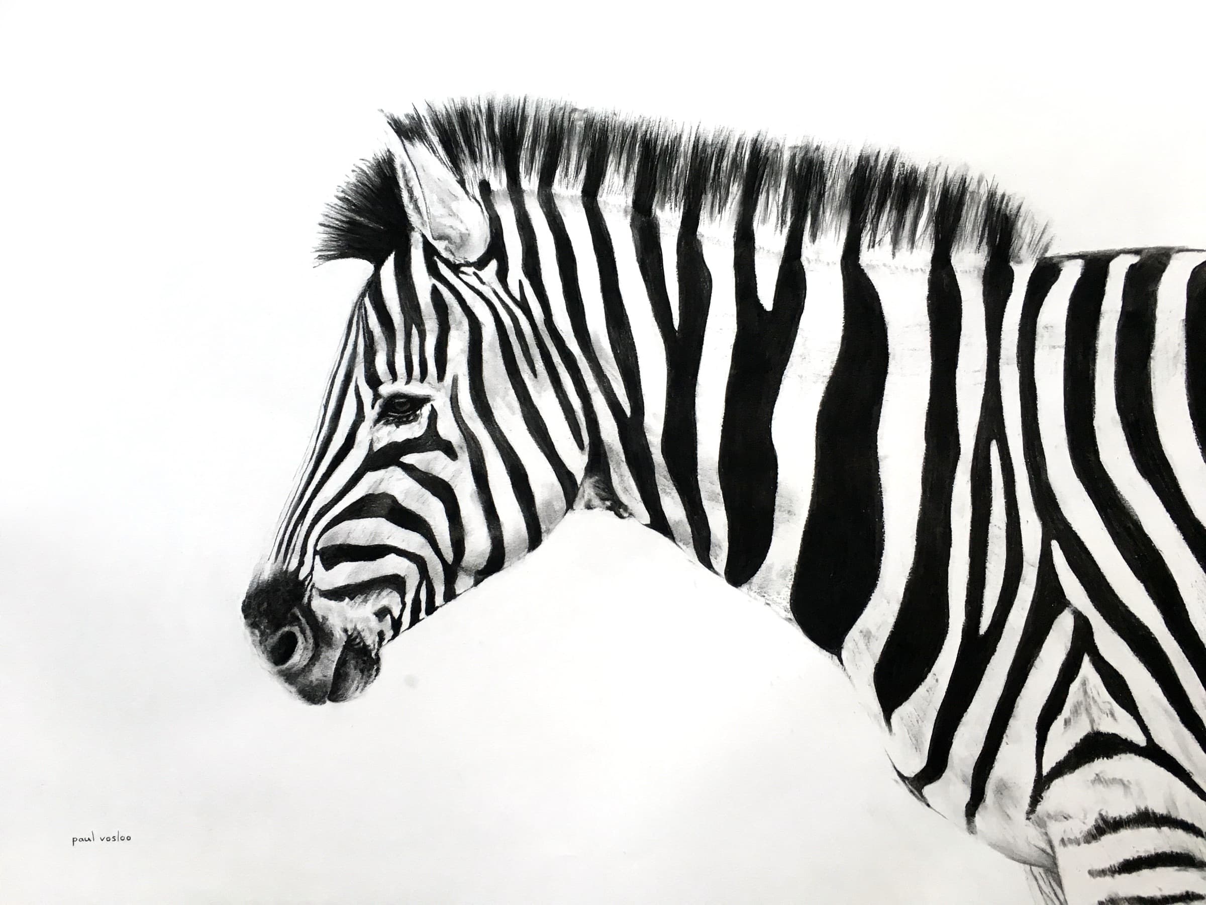 Zebra I — Charcoal on paper by Paul Vosloo